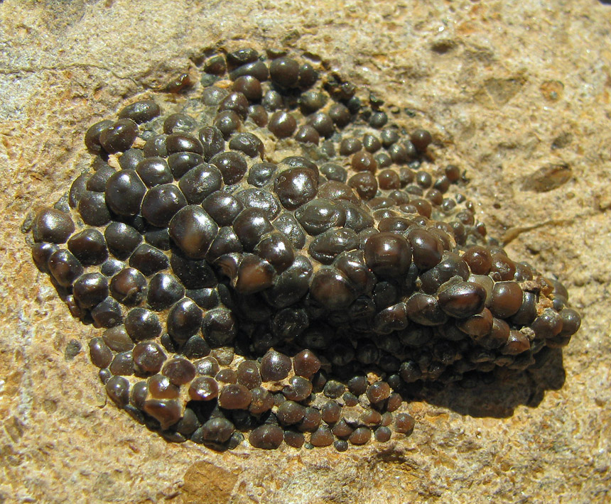 Bobasatrania scutata