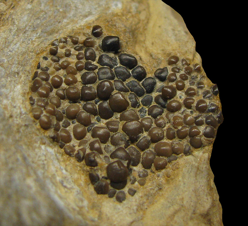 Bobasatrania scutata