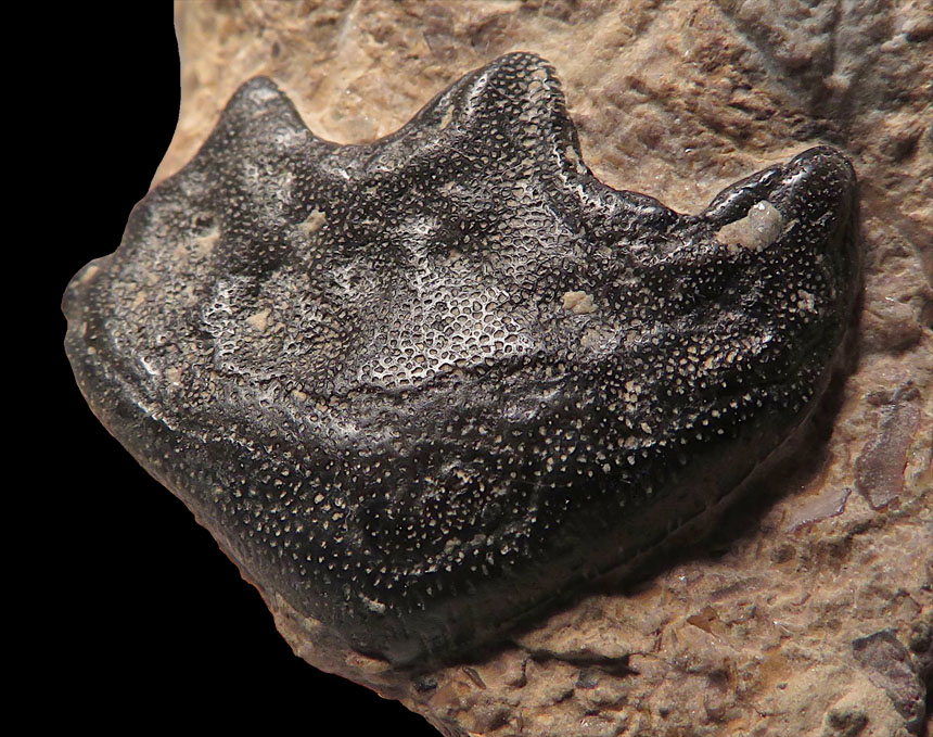Ceratodus sp.