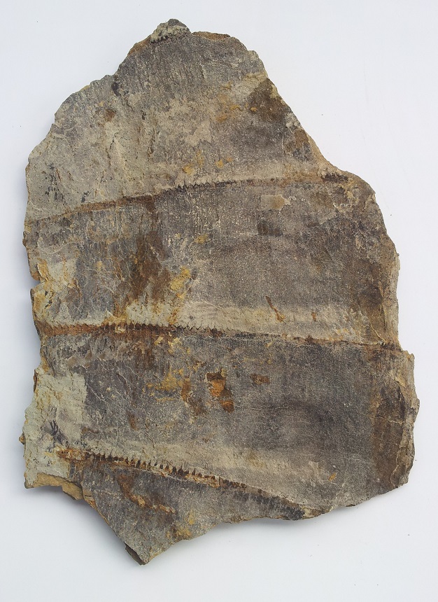 Equisetites arenaceus