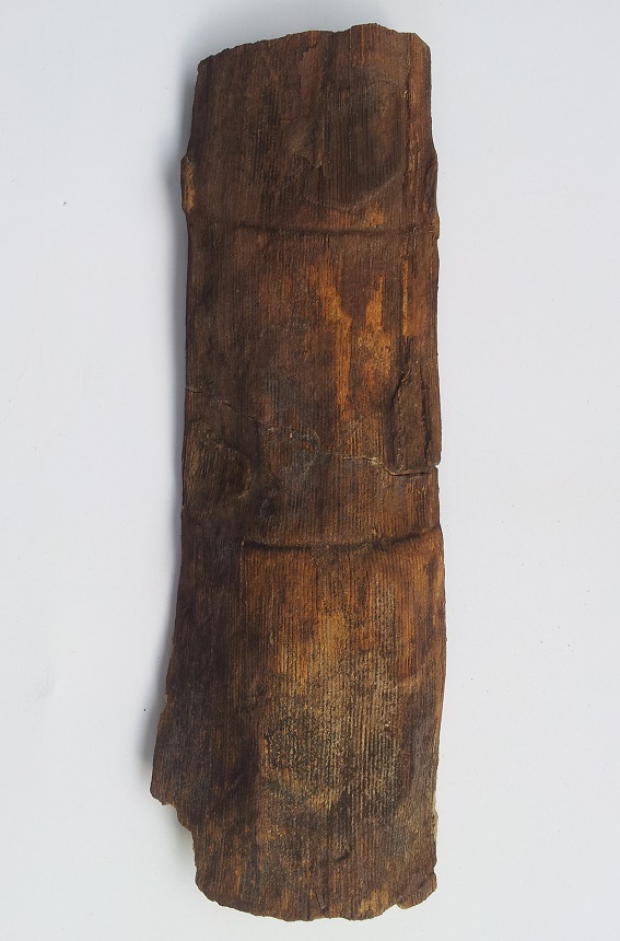 Equisetites sp. in Steinkernerhaltung