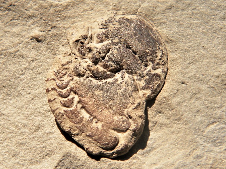 Beneckeia buchi