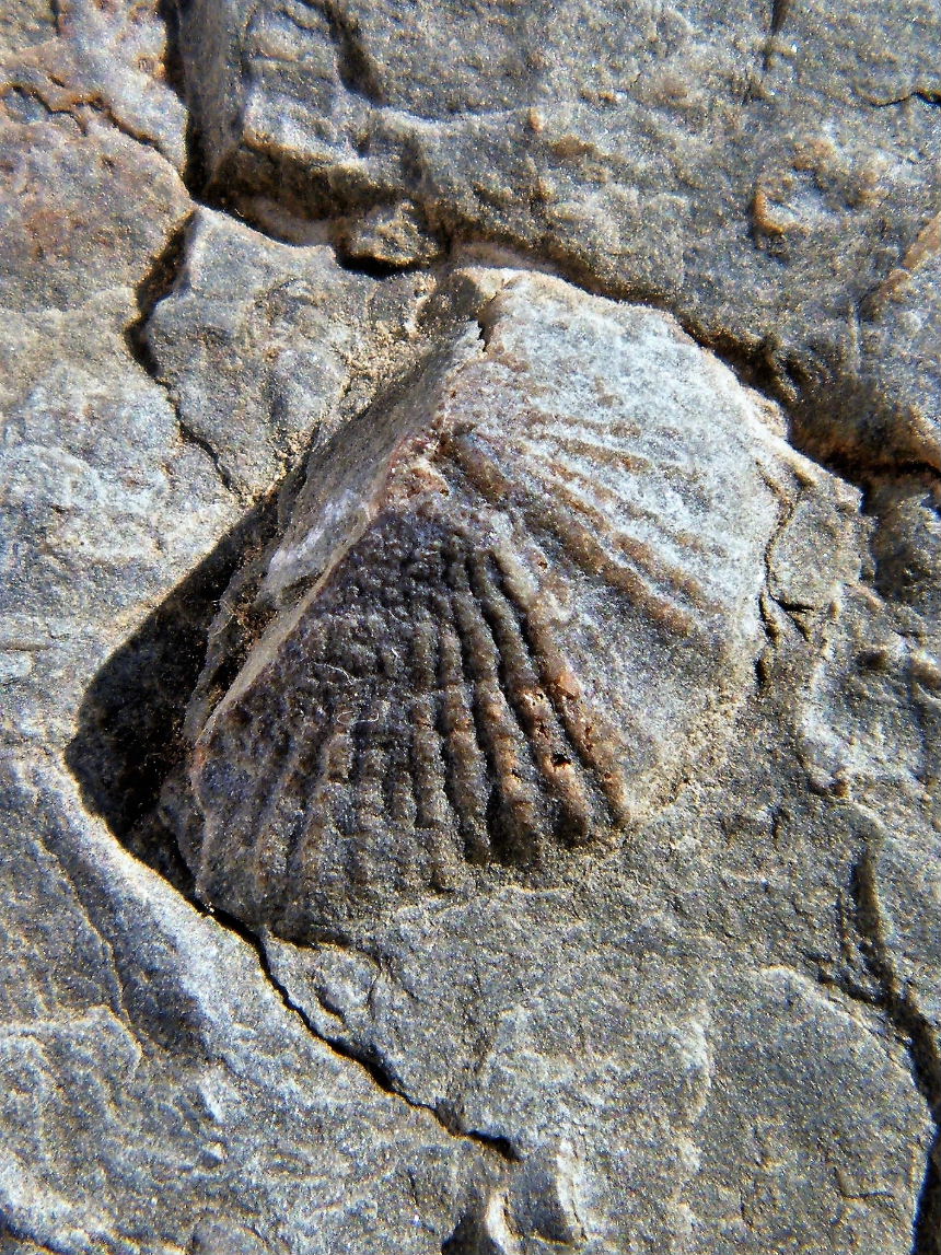 Hirsutella hirsuta