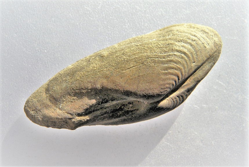 Homomya albertii