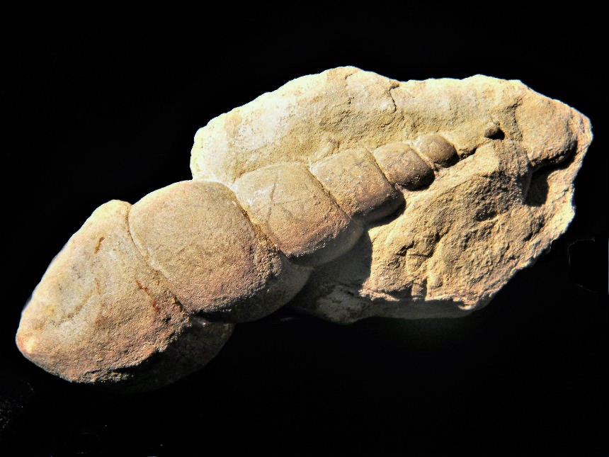Loxonema obsoletum