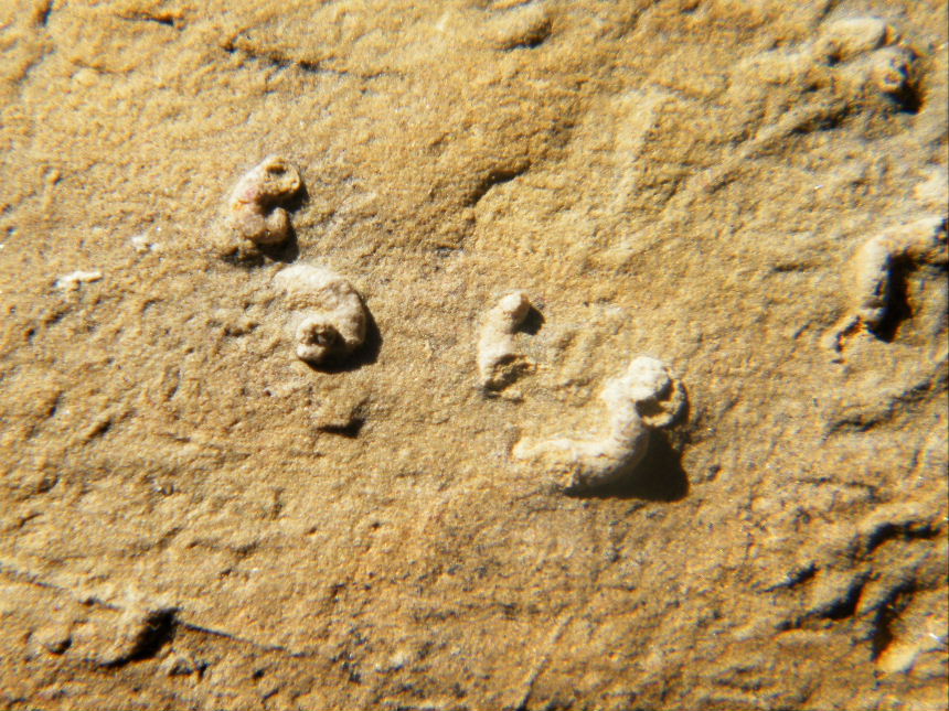 Microconchus abberans