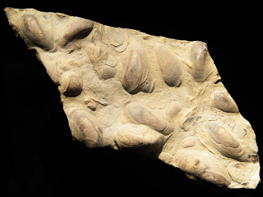 Septihoernesia funicularis