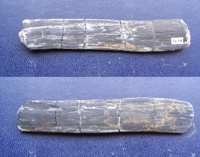 Holzrest (Konifere ?)