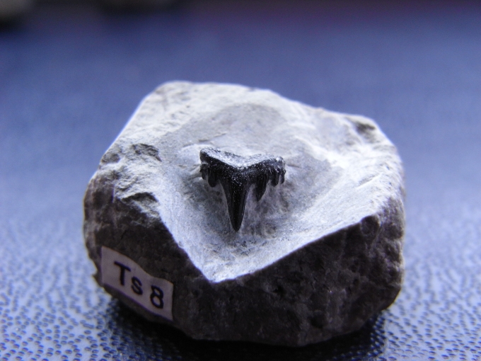 Hybodus sp.