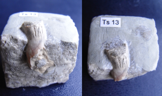Nothosaurus sp.? (Knochenfragment)