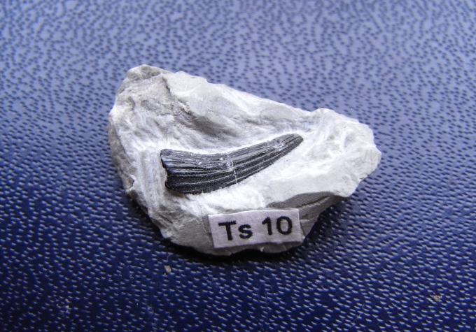 Nothosaurus sp.? (Zahnfragment)