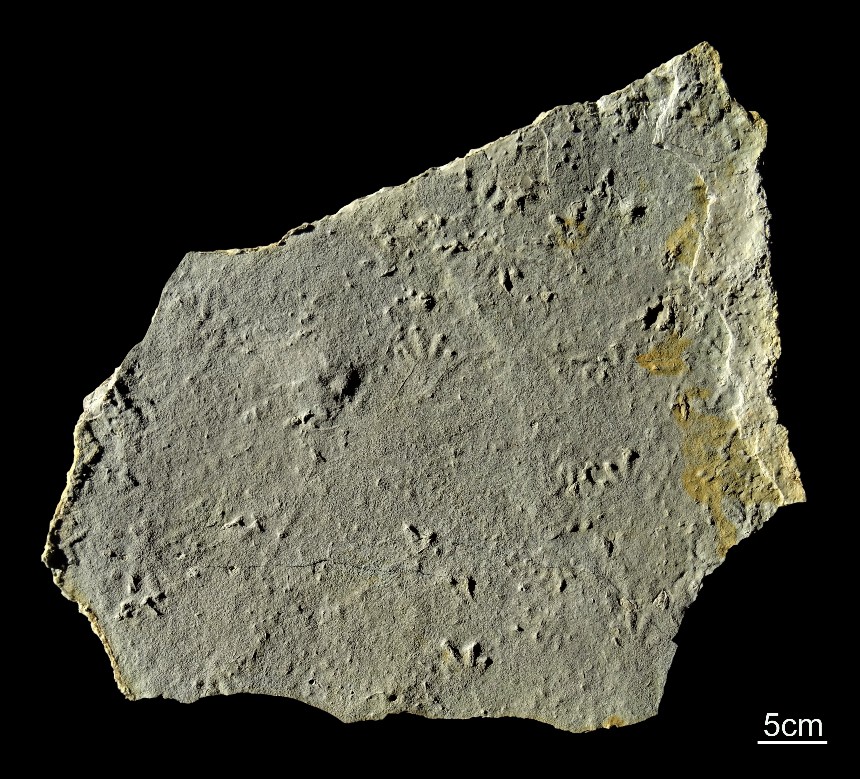 Procolophonichnium
