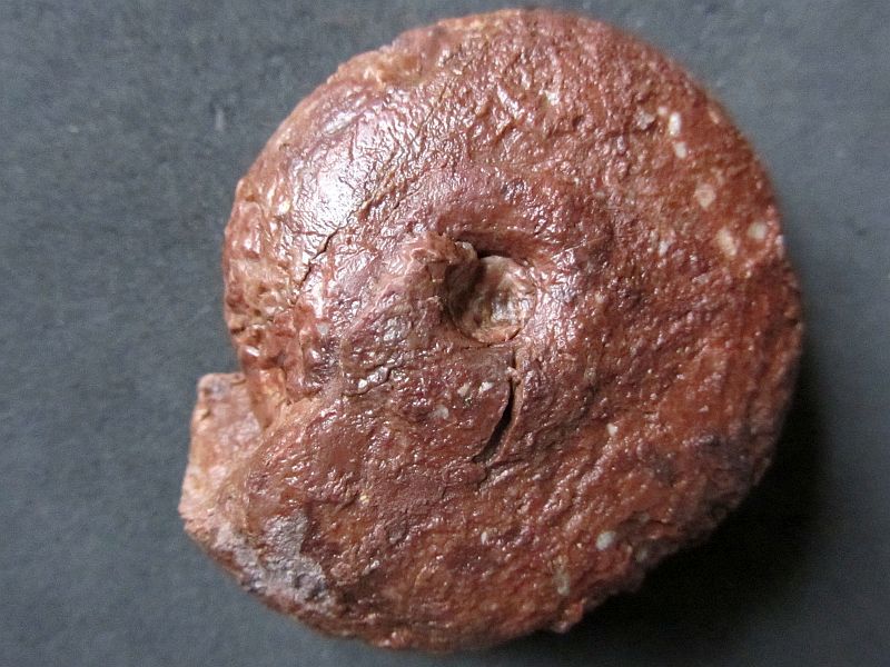 Arcestes (Anisarcestes) periolcus