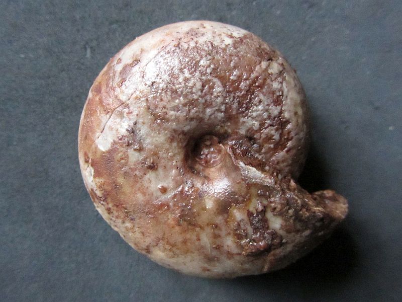 Arcestes (Proarcestes) gaytani