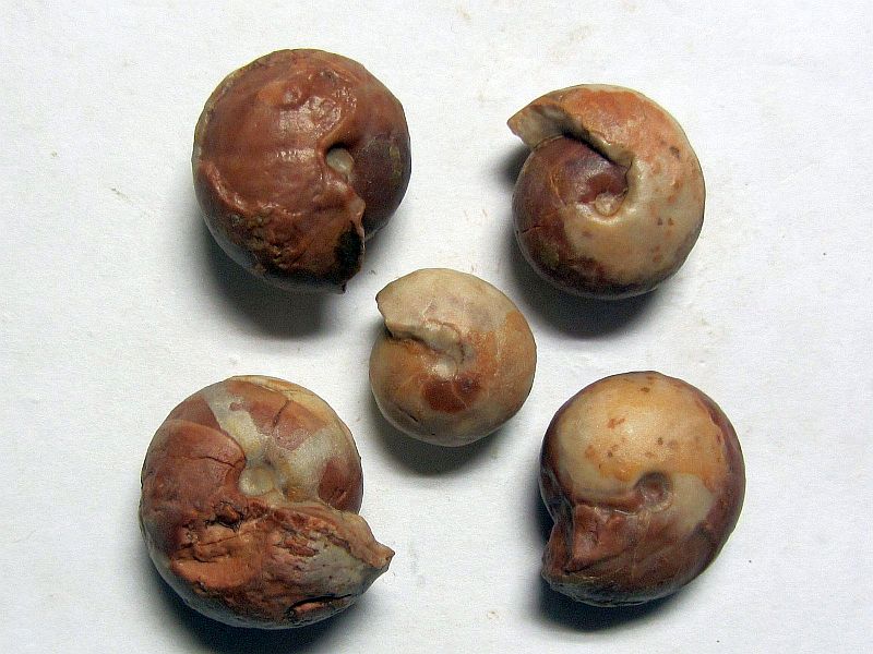 Arcestes sp.