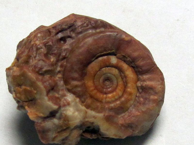 Celtites sp.
