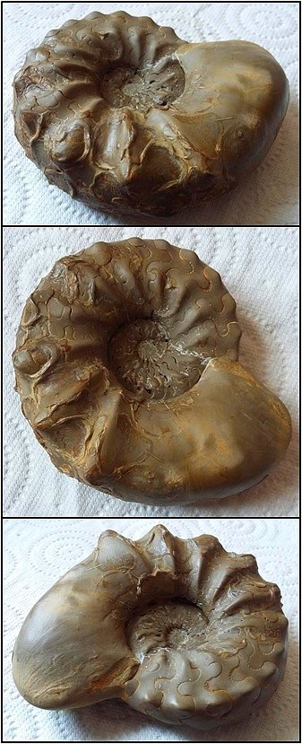 Ceratites nodosus