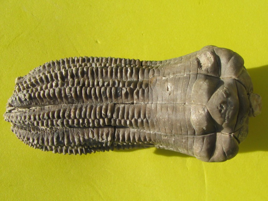 Encrinus liliiformis 