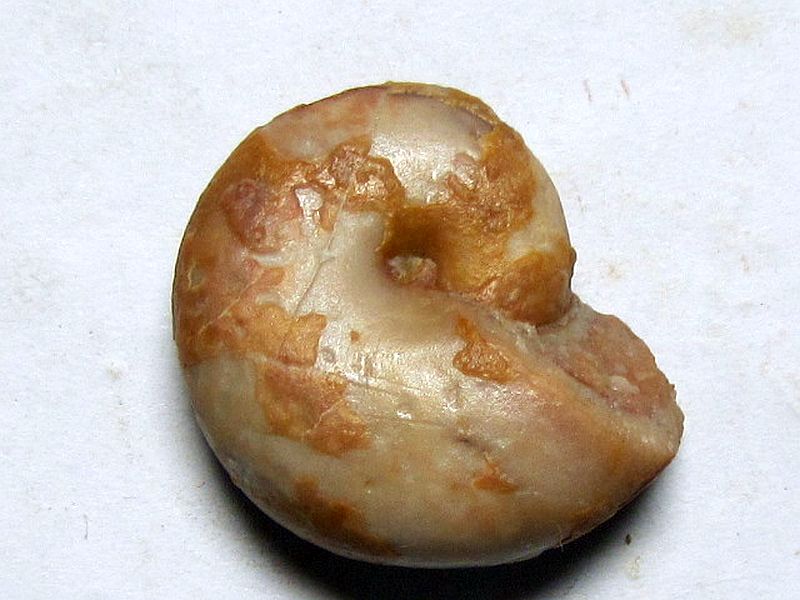 Megaphyllites humilis