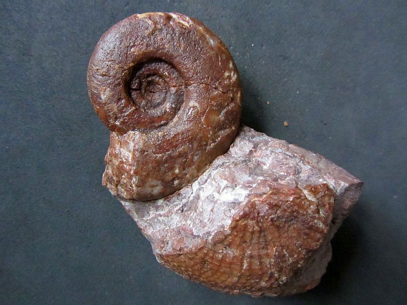 Monophyllites simonyi