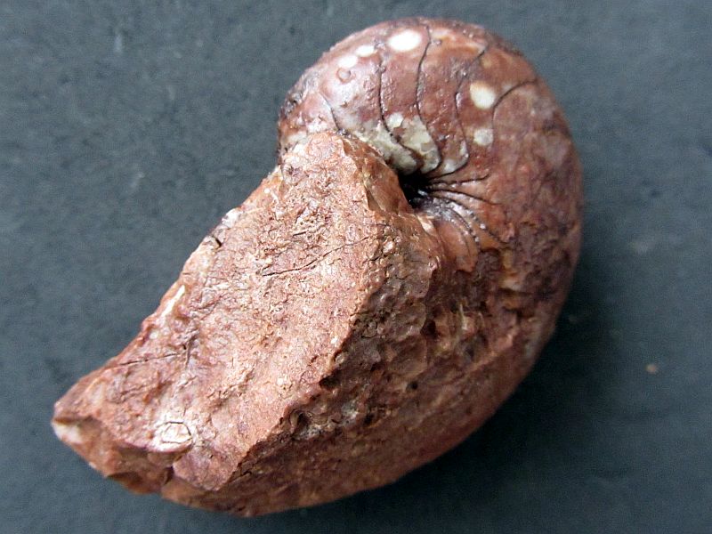 Nauticus triadicus
