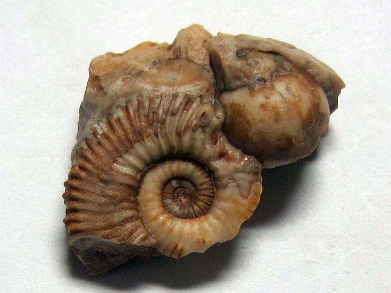 Sandlingites sp.