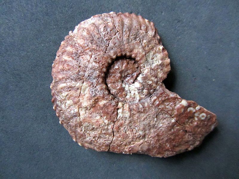 Sirenites cf. stiratofalcatus