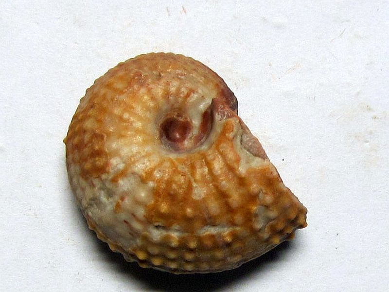 Trachysagenites eximus