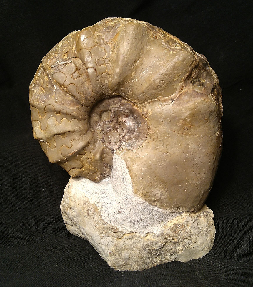 Ceratites praenodosus