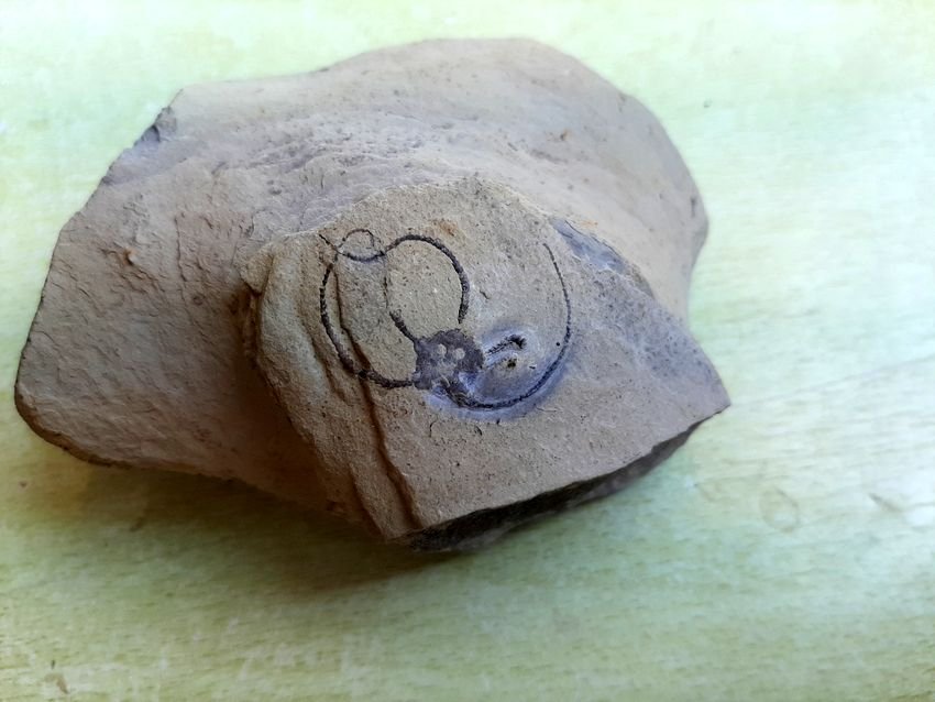 Acruora cf. squamosa