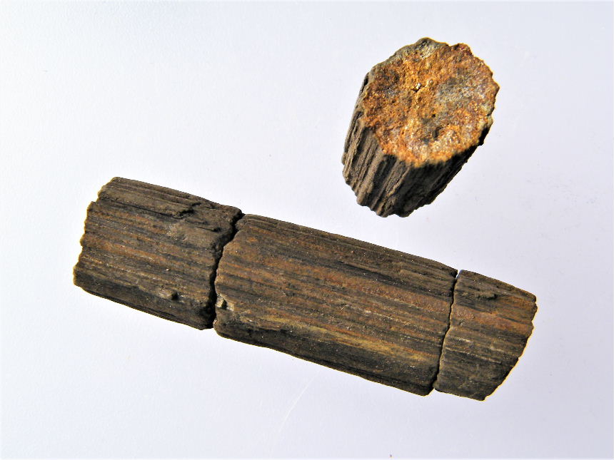 Equisetites sp. Markhohlraumfüllung