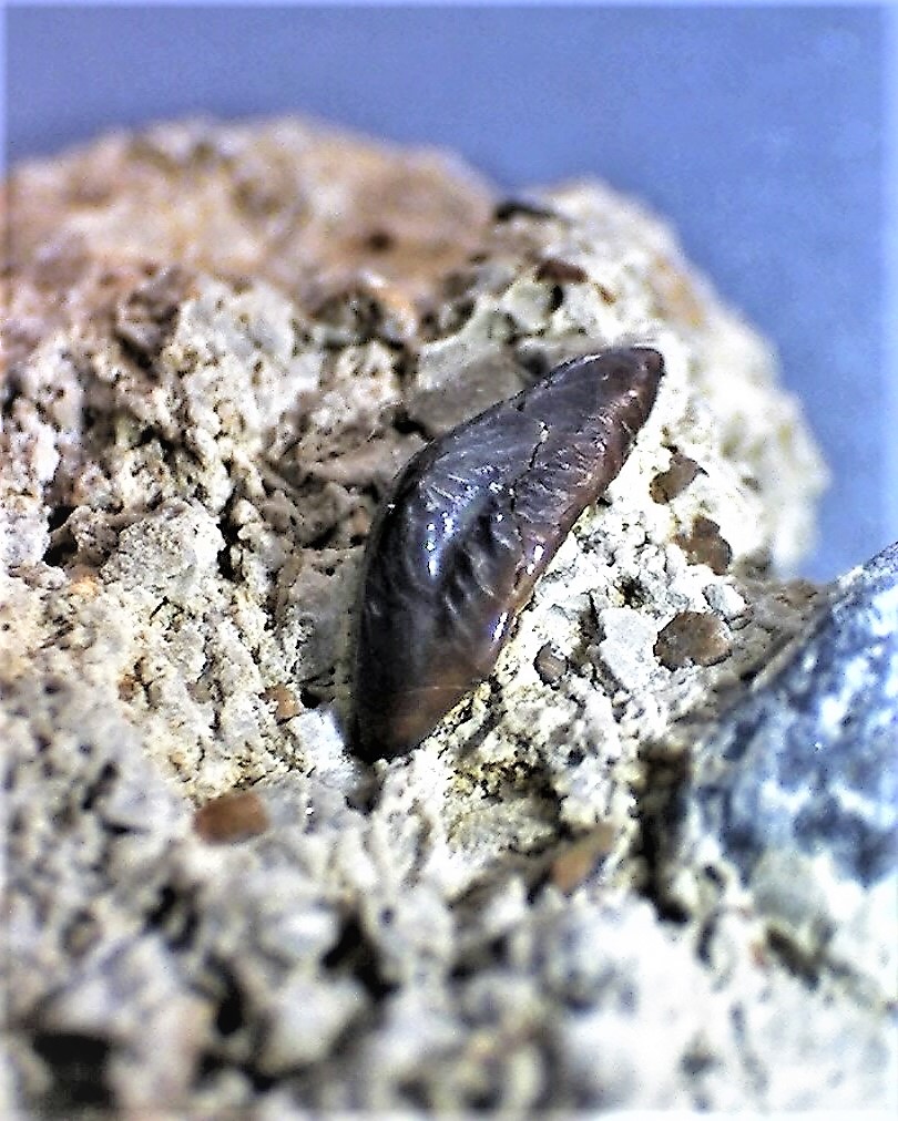 Acrodus lateralis