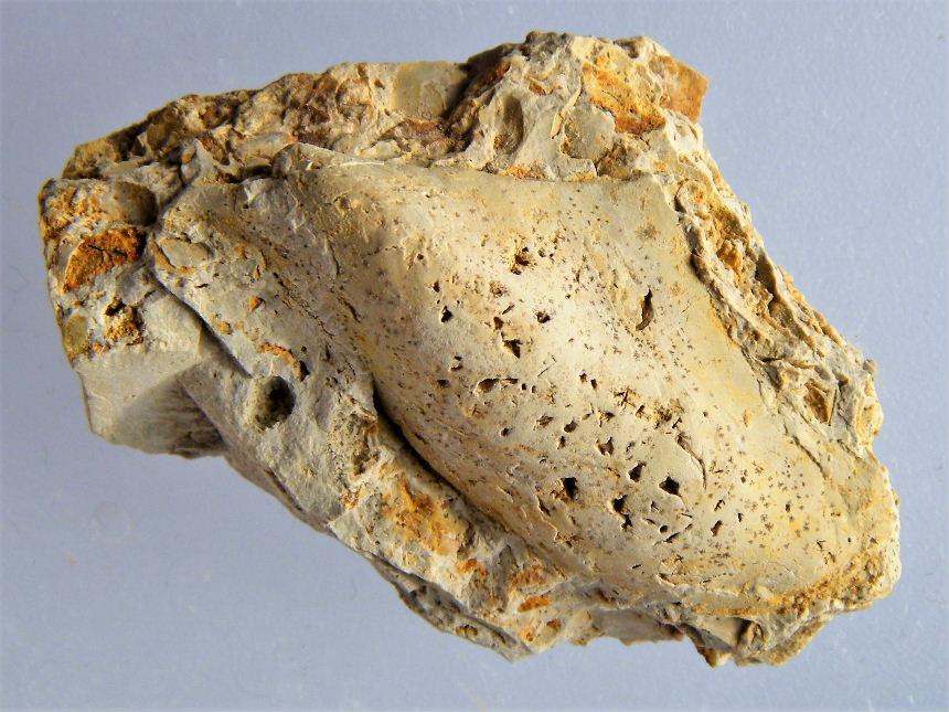 Bakevellia goldfussi