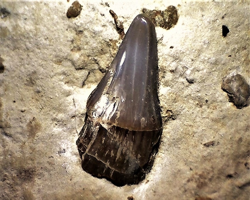 Birgeria mougeoti