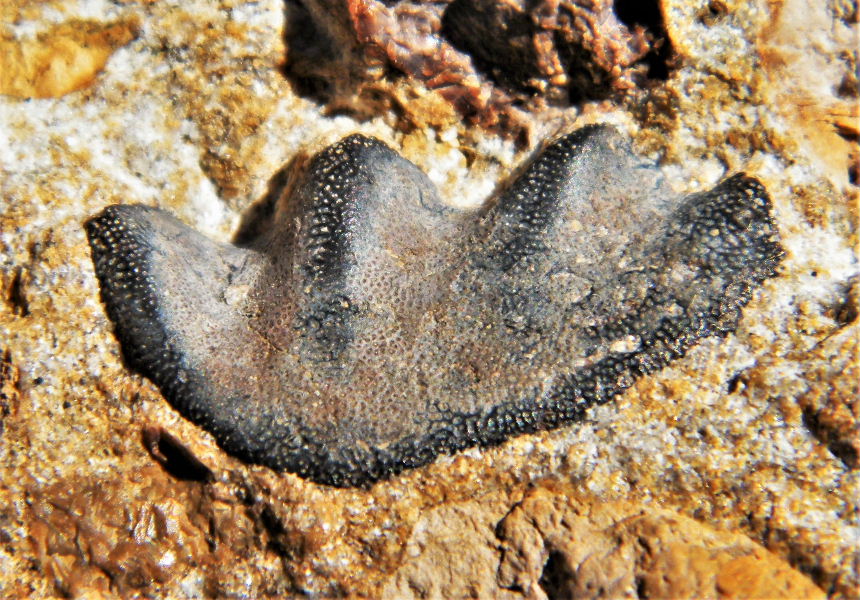 Ceratodus kaupi