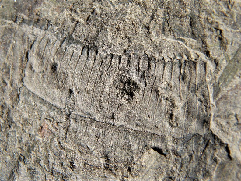 Equisetites arenaceus