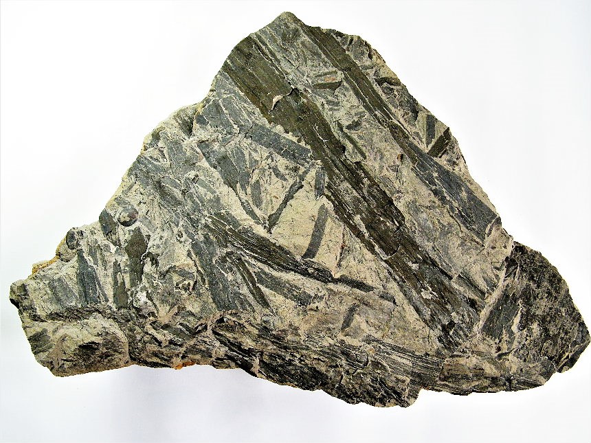 Equisetites arenaceus