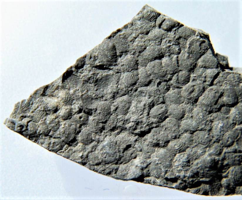 Euestheria minuta