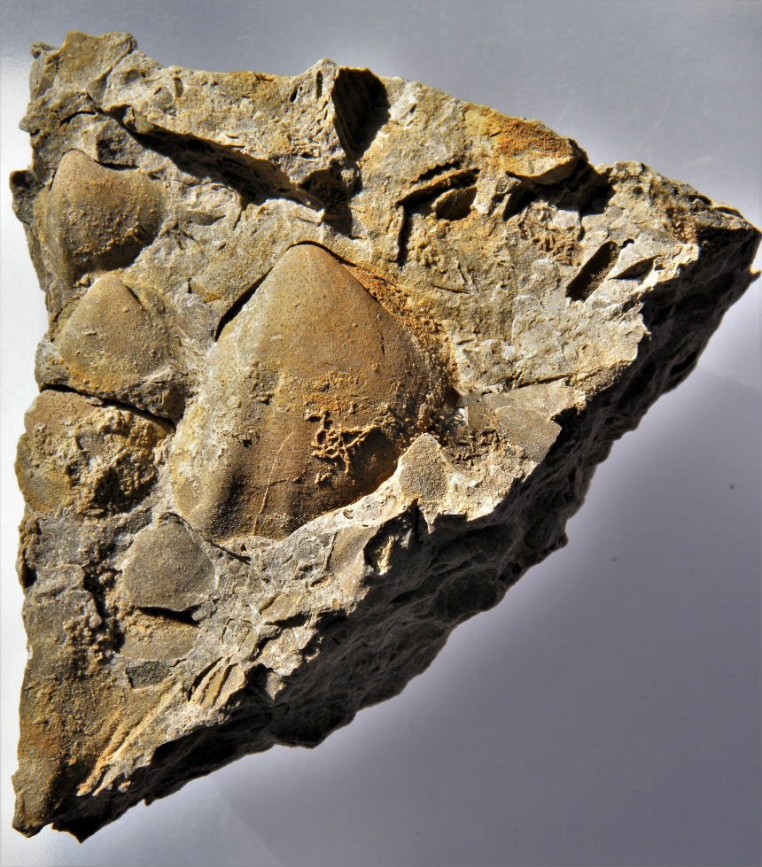 Myophoria intermedia