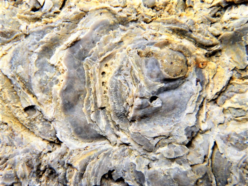 Placunopsis ostracina (Schlotheim)