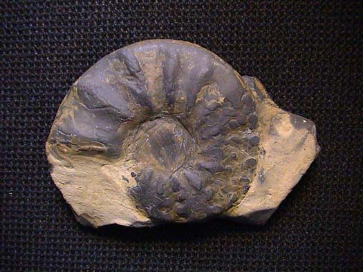 Ceratites compressus