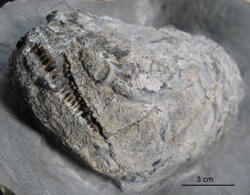 Colobodus maximus (Stolley 1920)