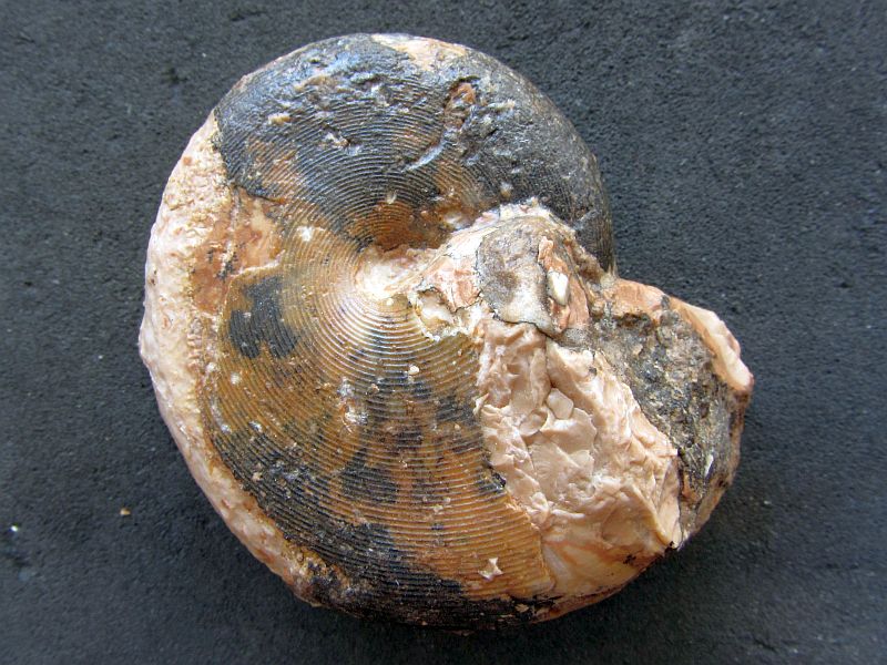 Cladiscites cf. neortus