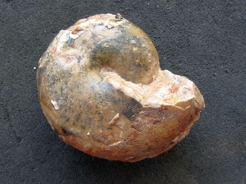 Cladiscites cf. quadratus