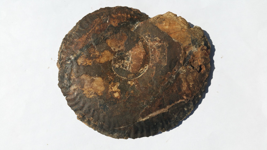 Pinacoeras leyeri