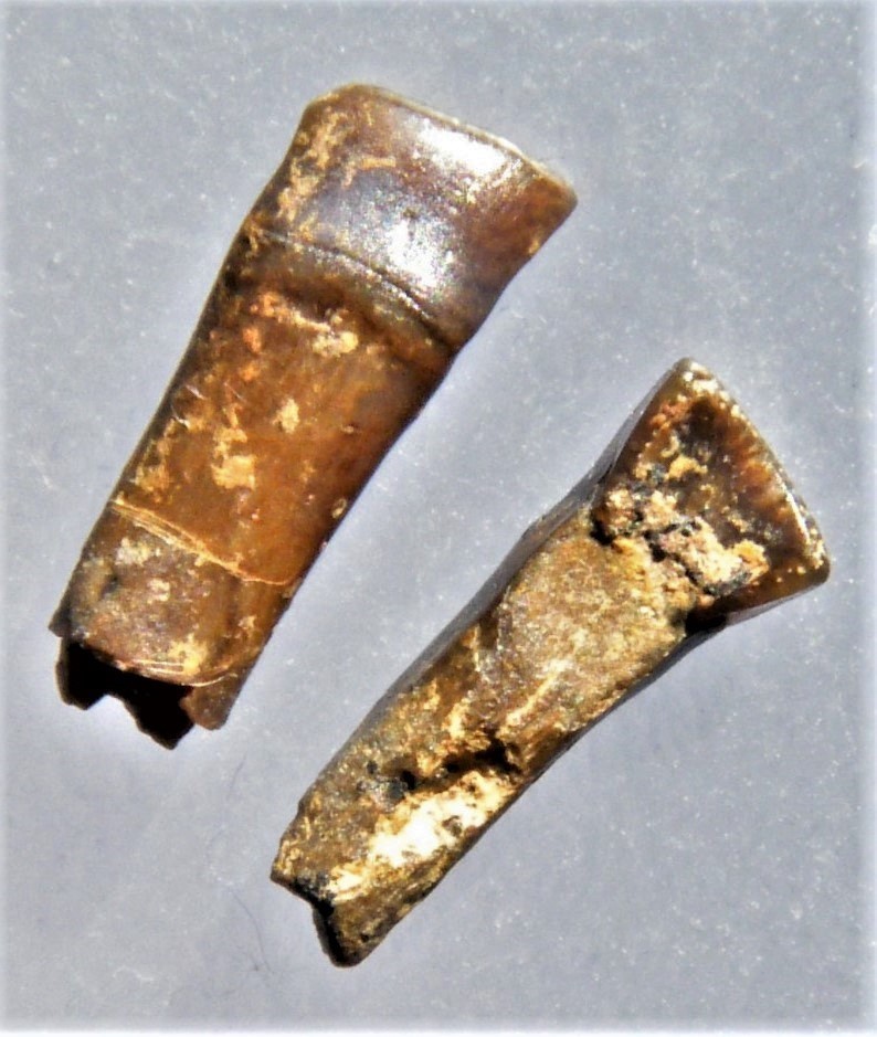 Sargodon tomicus (Frontzähne)