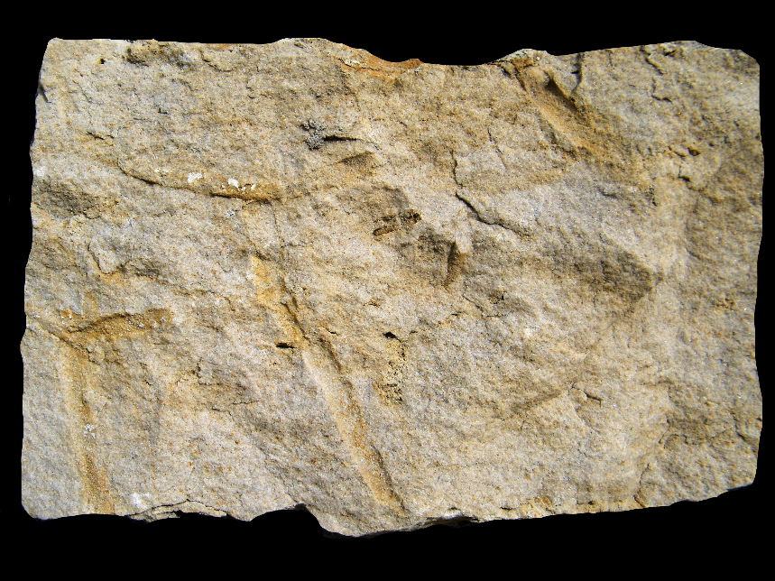 Solemyatuba ypsilon Seilacher 1990