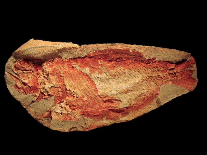 Boreosomus gillioti Priem, 1924