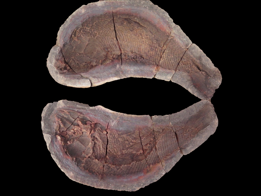 Boreosomus gillioti Priem, 1924