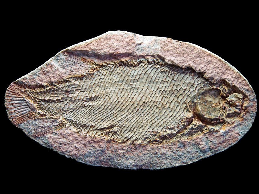 Paracentrophorus madagascariensis Piveteau, 1940